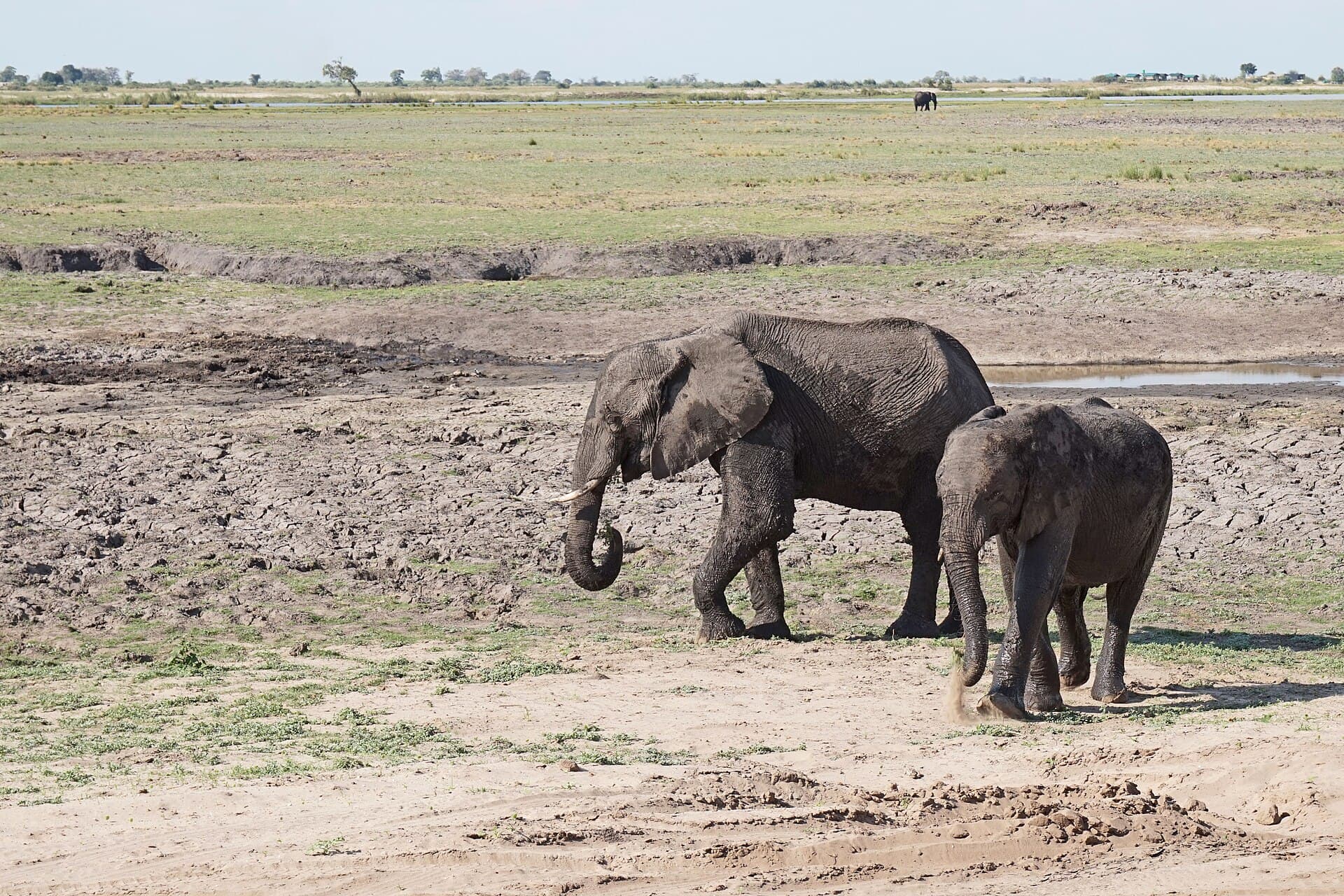 Elephants at the water in Chobe National Park, Botswana
