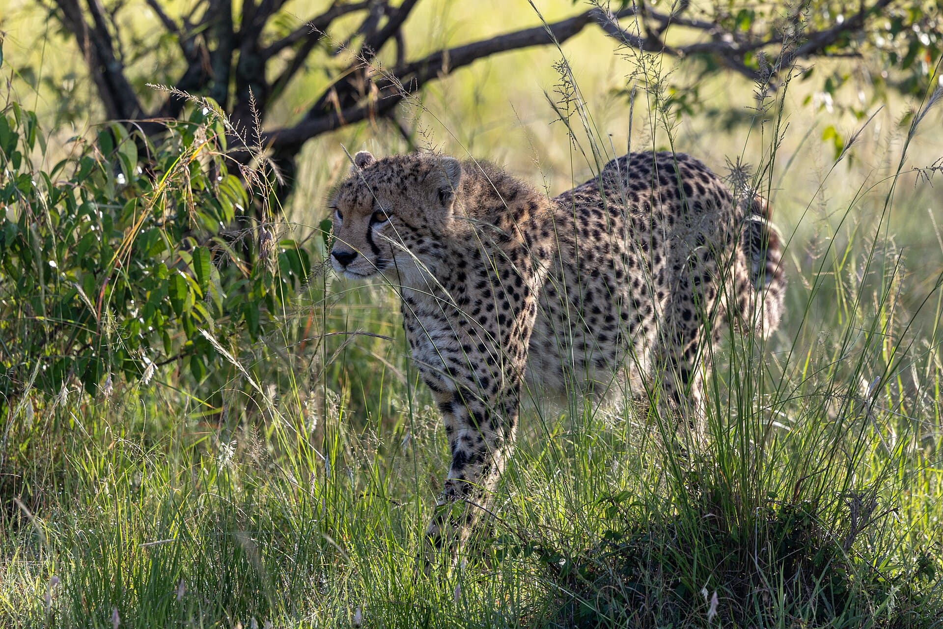 A cheetah in the Maasai Mara, Kenya